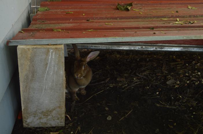30 seconds after taking this picture I realized the rabbits had a hole that was six inches away from getting them under a gap in the floor wire and through the fence. Ingrates! ;)